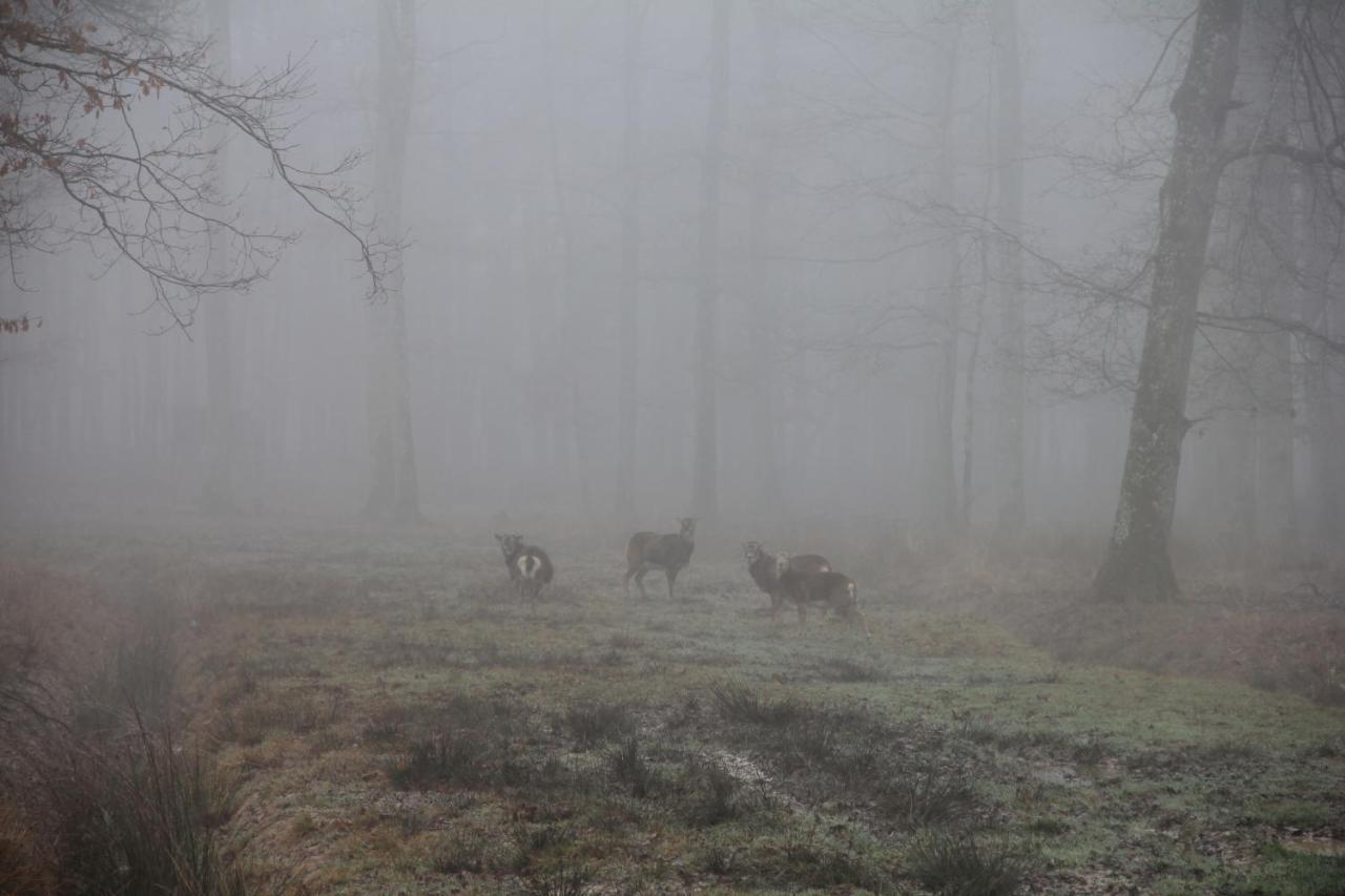 فندق Au Cocon De Sologne Soings-en-Sologne المظهر الخارجي الصورة
